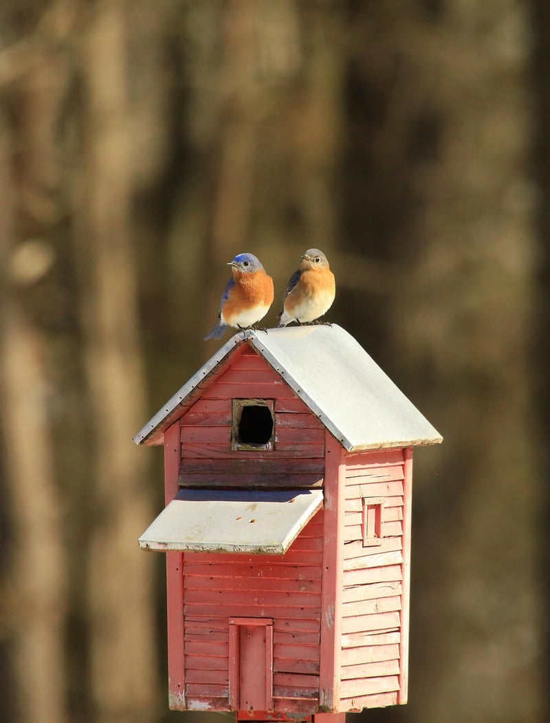 Birdhouse Stake