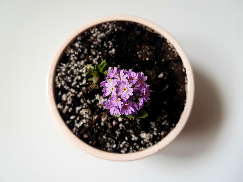 Flower Showcase