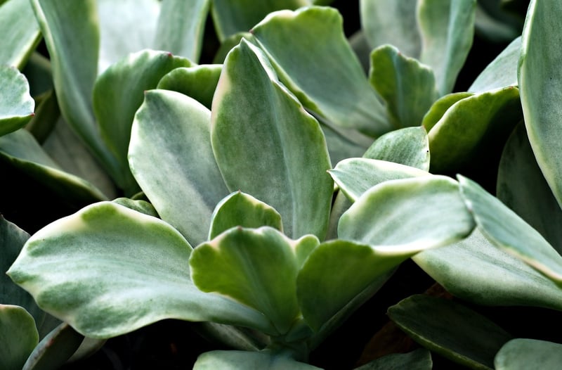 Succulents
