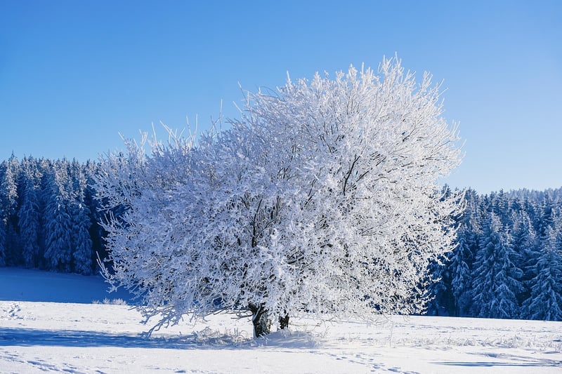 Winter Garden Maintenance